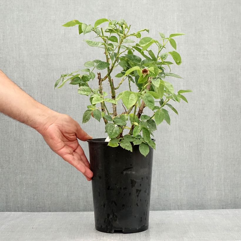 Exemplar von Rosa polyantha Bordure d'Or 'Delbojaun' - Zwerg-Parkrose Topf mit 3L/4L wie im Sommer geliefert