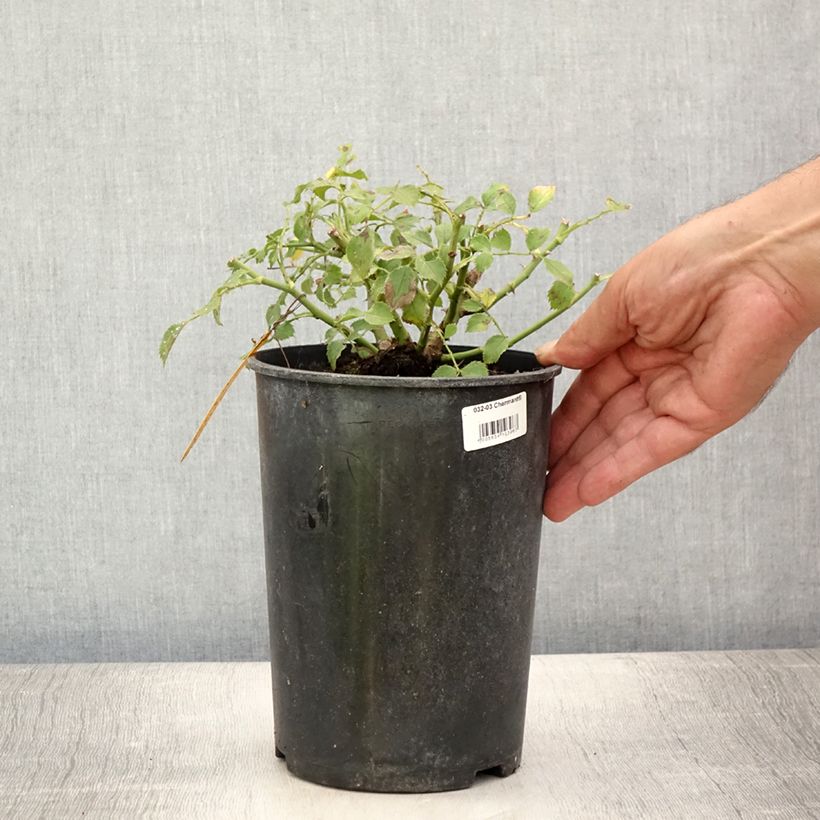 Exemplar von Rosa polyantha Charmant Korpeligo - Zwerg-Parkrose Topf mit 2L/3L wie im Sommer geliefert