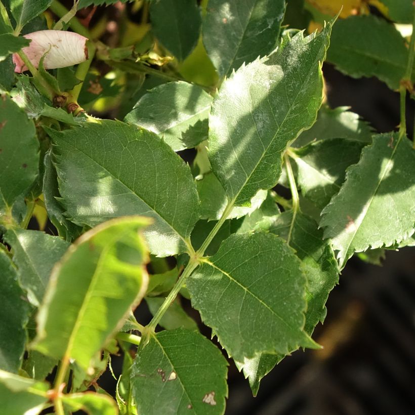 Rosa persica Fancy Babylon Eyes - Zwerg-Parkrose (Laub)