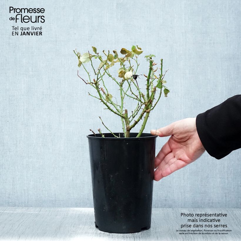 Exemplar von Rosa persica Glorious Babylon Eyes - Zwerg-Parkrose Topf mit 4L/5L wie im Winter geliefert