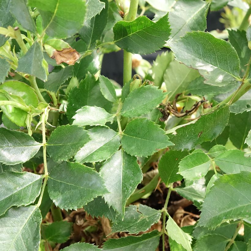 Rosa persica Glorious Babylon Eyes - Zwerg-Parkrose (Laub)