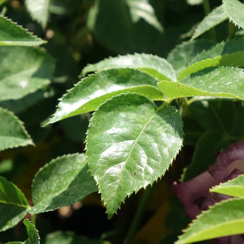 Rosa polyantha Lemon Fizz Kolorscape - Zwerg-Parkrose (Laub)