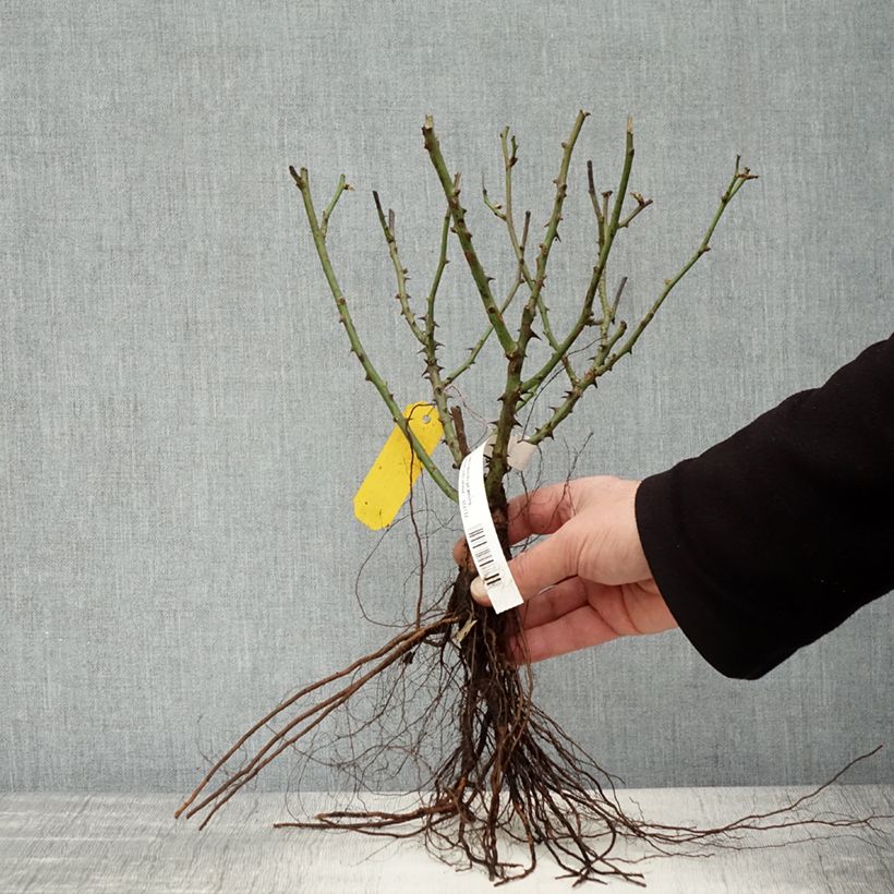 Exemplar von Rosa polyantha Lilliputs Little Sunset - Zwerg-Parkrose Wurzelnackt wie im Winter geliefert