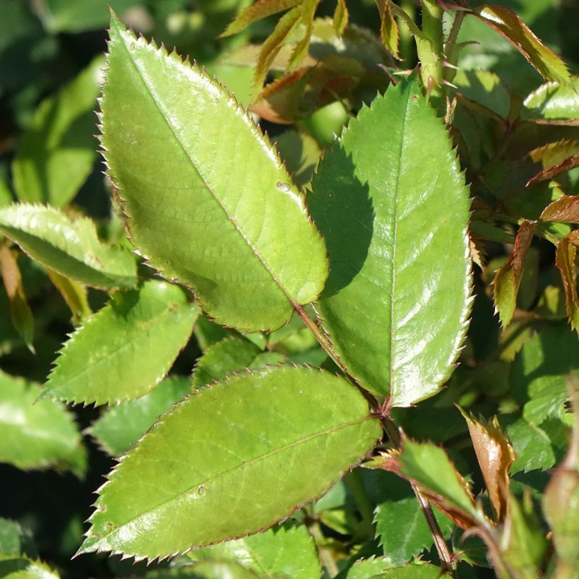 Rosa persica Maestro Babylon Eyes - Zwerg-Parkrose (Foliage)