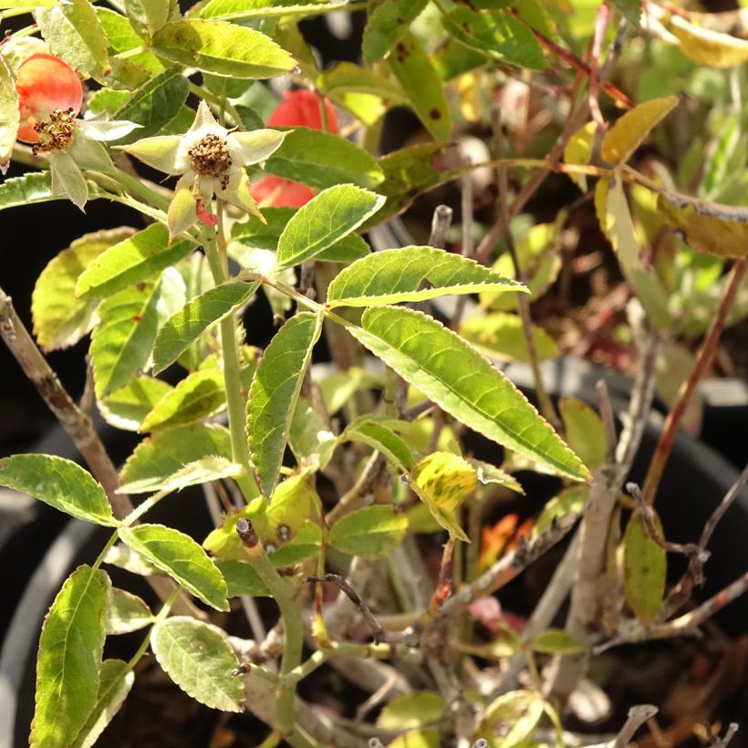 Rosa polyantha Koster Orange - Zwerg-Parkrose (Laub)