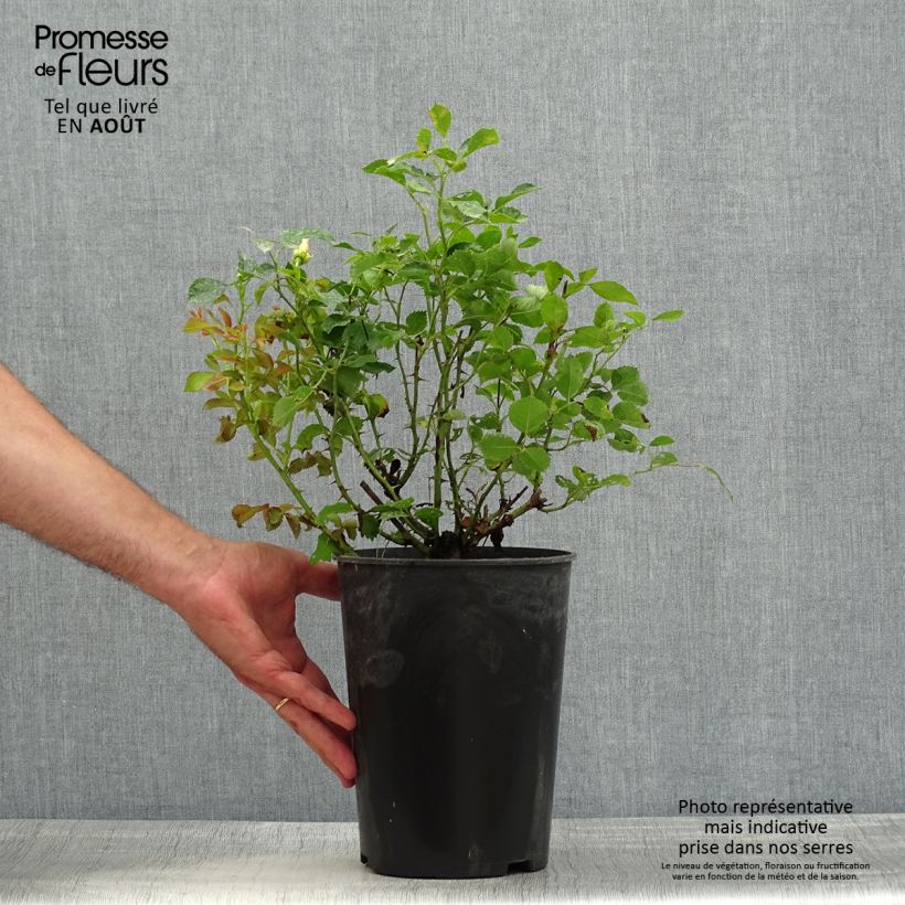 Exemplar von Rosa persica Pastel Babylon Eyes - Zwerg-Parkrose Topf mit 4L/5L wie im Sommer geliefert