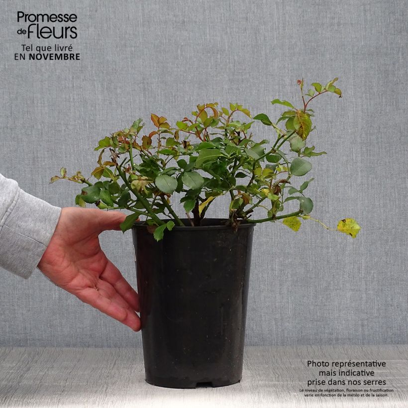 Exemplar von Rosier nain Schneeküsschen  Pot de 2L/3L wie im Herbst geliefert