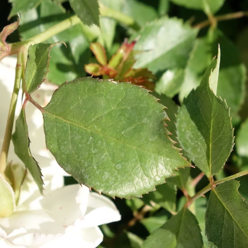 Rosa polyantha Schneeküsschen - Zwerg-Parkrose (Foliage)