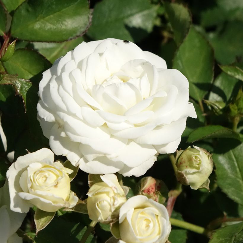 Rosa polyantha Schneeküsschen - Zwerg-Parkrose (Flowering)