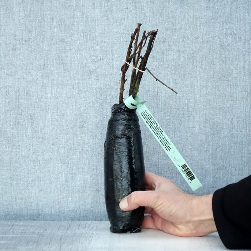 Exemplar von Rosier Sweet Dream - Zwerg-Parkrose Wurzelnackt in Beutel wie im Winter geliefert