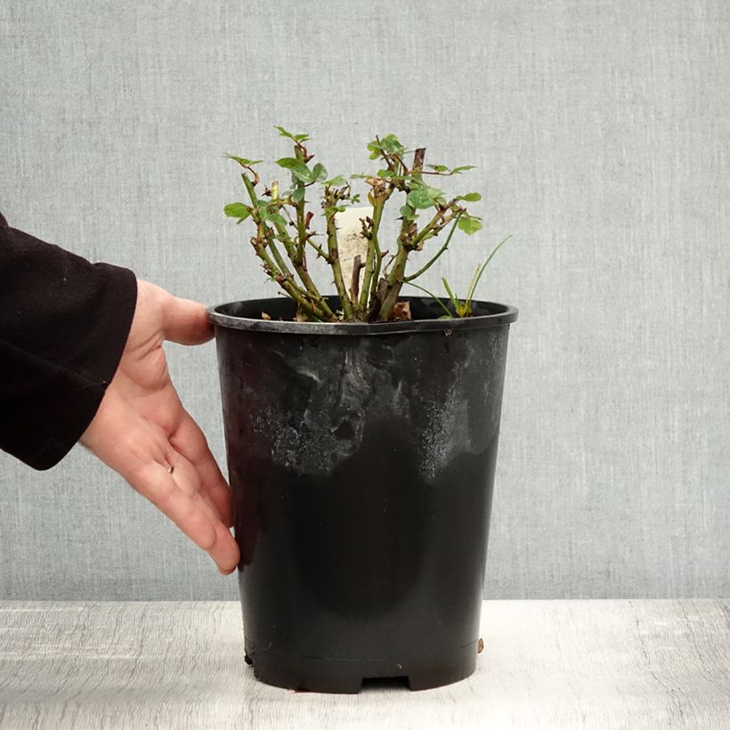 Exemplar von Rosier nain Sweet Dream Pot de 3L/4L wie im Herbst geliefert