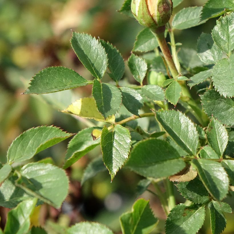 Rosier Sweet Dream - Zwerg-Parkrose (Laub)