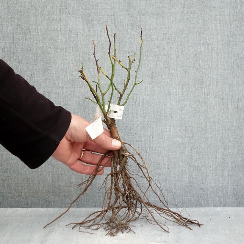 Exemplar von Rosier Sweet Dream - Zwerg-Parkrose Wurzelnackt wie im Winter geliefert