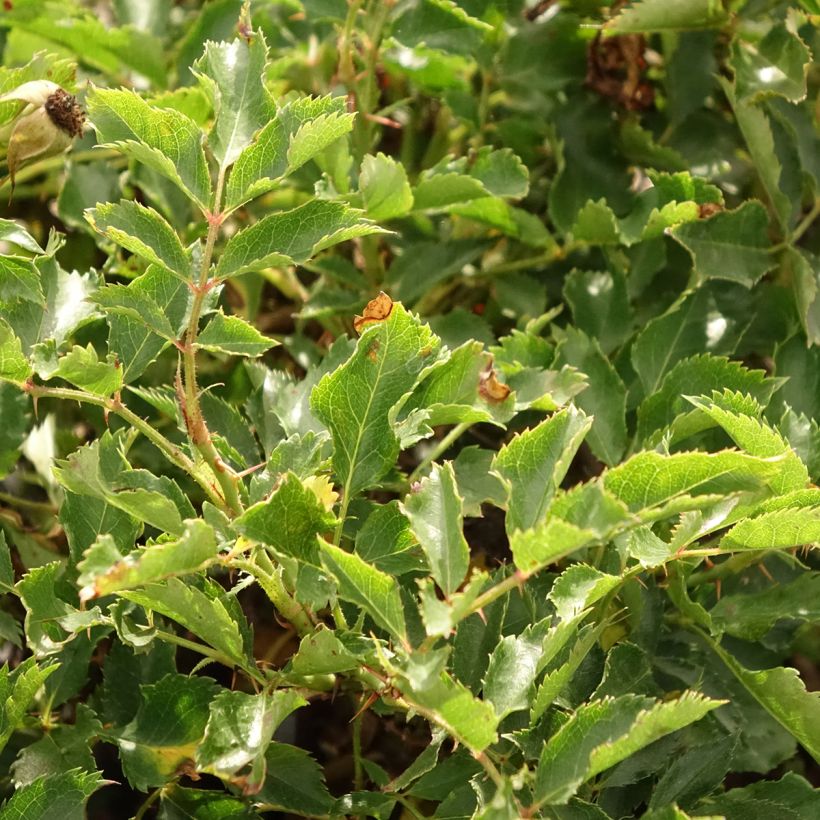 Rosa persica Trendy Babylon Eyes - Zwerg-Parkrose (Foliage)