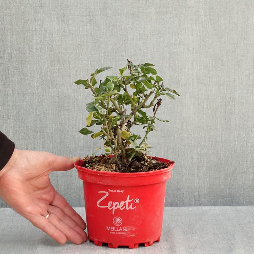 Example of Garten-Kürbis Gelbe Bio - Ferme de Sainte Marthe die Tüte mit 15 Samen ungefähr as you get in automne