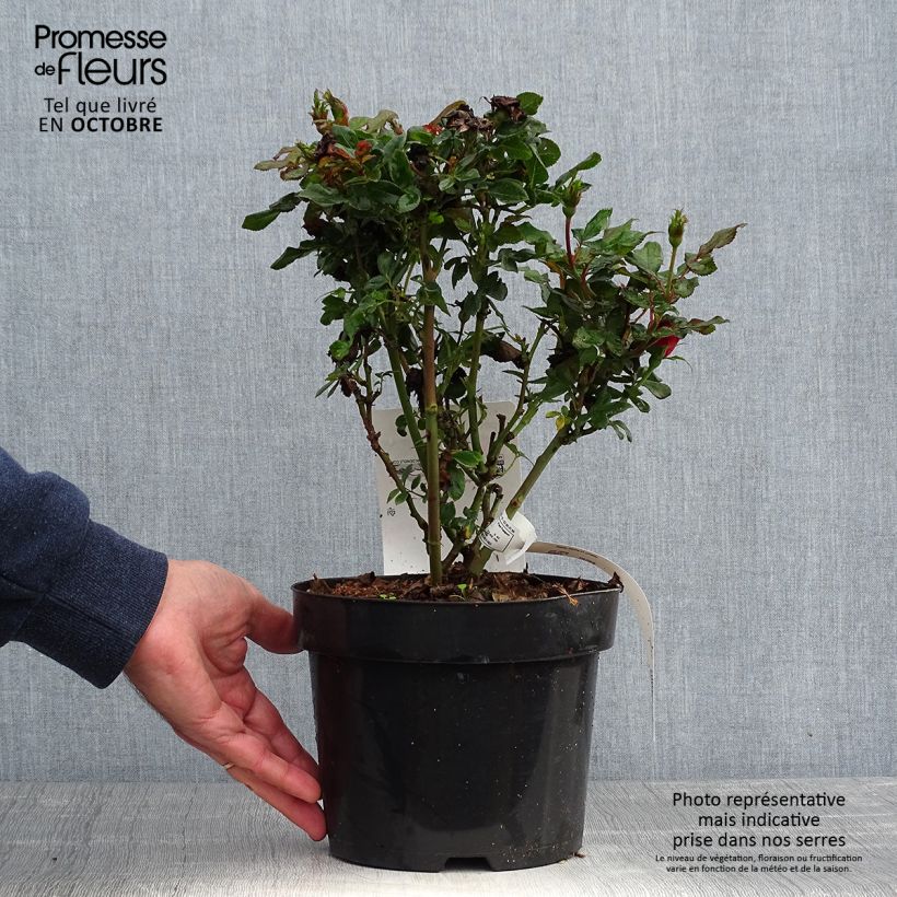 Exemplar von Rosa polyantha Zepeti Meibenbino - Zwerg-Parkrose Topf mit 3L/4L wie im Herbst geliefert