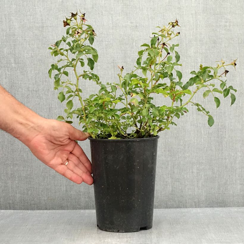 Exemplar von Rosa Nectar Garden Lilliput Lupo - Polyantha-Rose Topf mit 3L/4L wie im Sommer geliefert