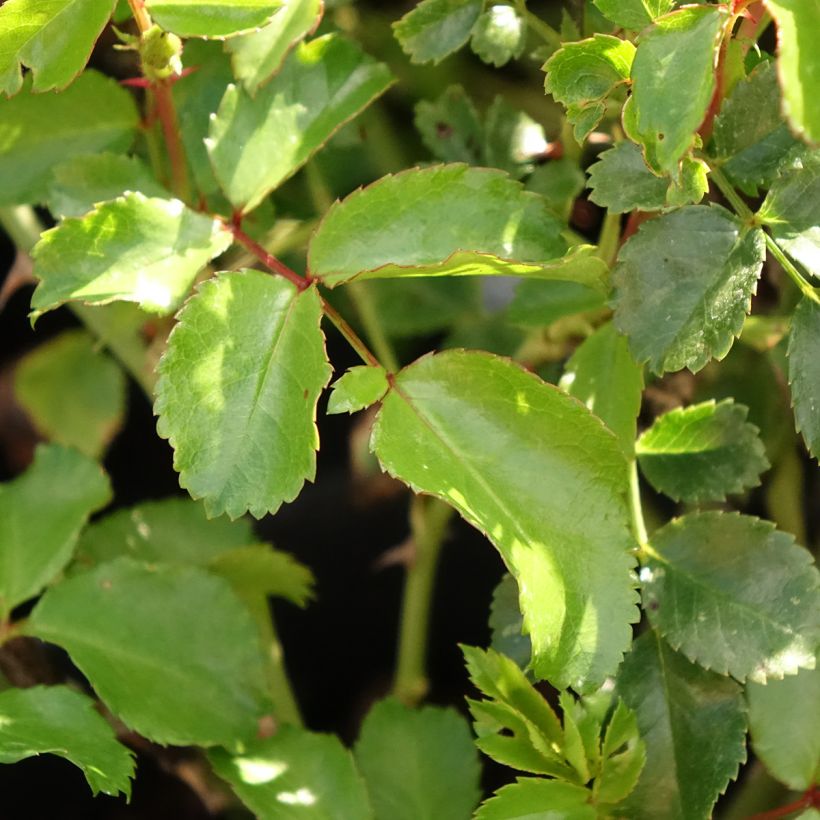 Rosa Nectar Garden Lilliput Lupo - Polyantha-Rose (Laub)