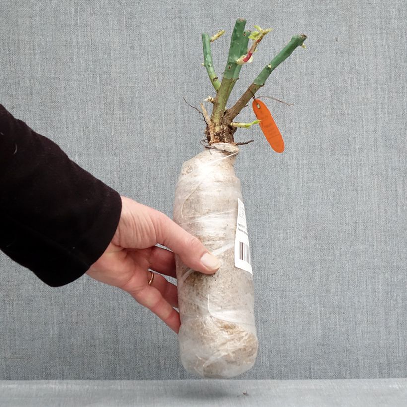 Exemplar von Rosa Nectar Garden Lilliput Lupo - Polyantha-Rose Wurzelnackt in Beutel wie im Winter geliefert