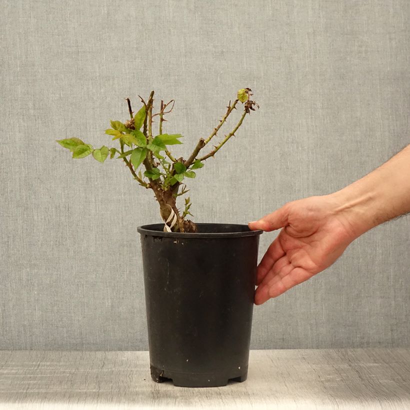 Example of Rosa PARFUMA Madame Anisette - Edelrose Topf mit 4L/5L as you get in printemps