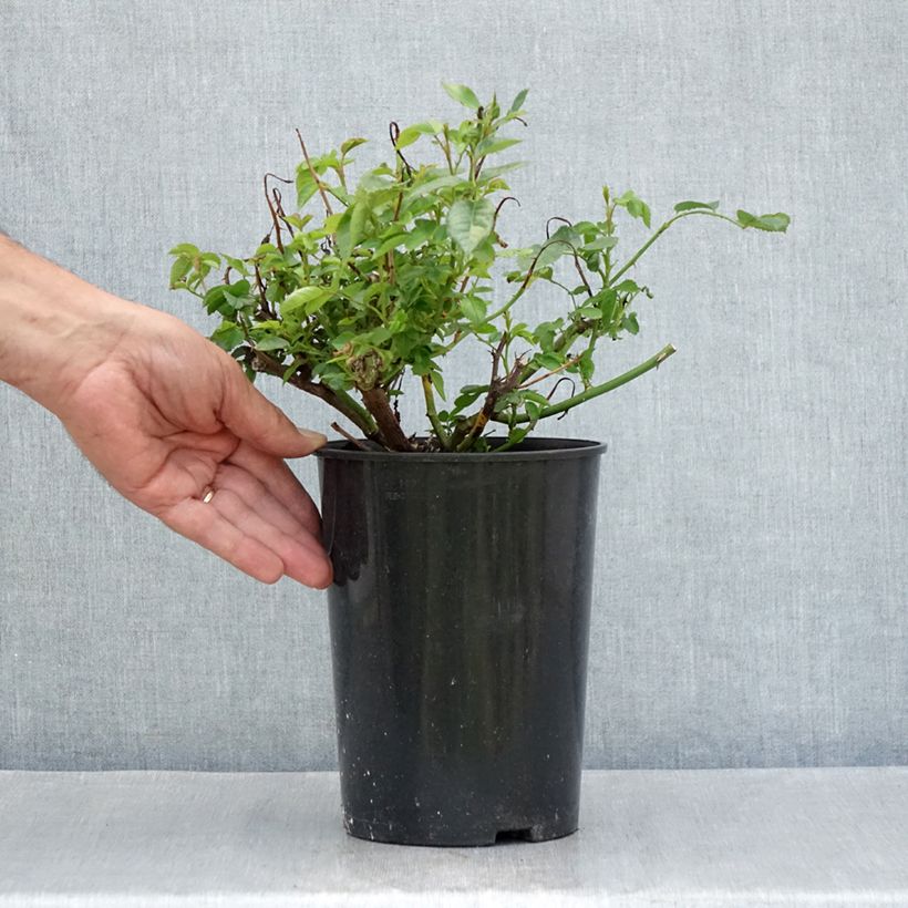 Exemplar von Rosa PATIO ROSE Baby Icebergl - Beetrose Topf mit 3L/4L wie im Sommer geliefert