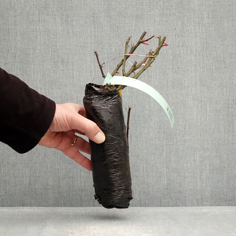 Example of Rosa PATIO ROSE Impala - Beetrose Wurzelnackt in Beutel as you get in hiver