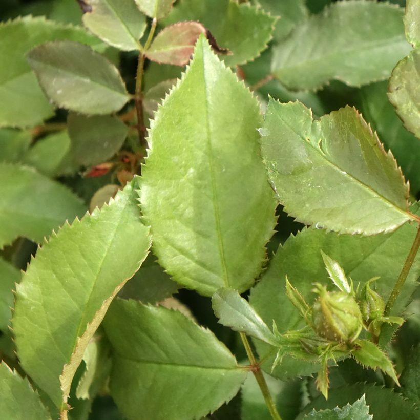 Rosa PATIO ROSE Xenia Korpinka - Beetrose (Foliage)