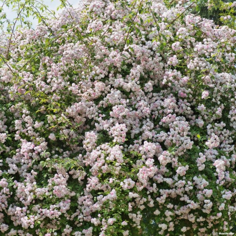 Rosa moschata Paul's Himalayan Musk - Moschus Rambler-Rose (Wuchs)