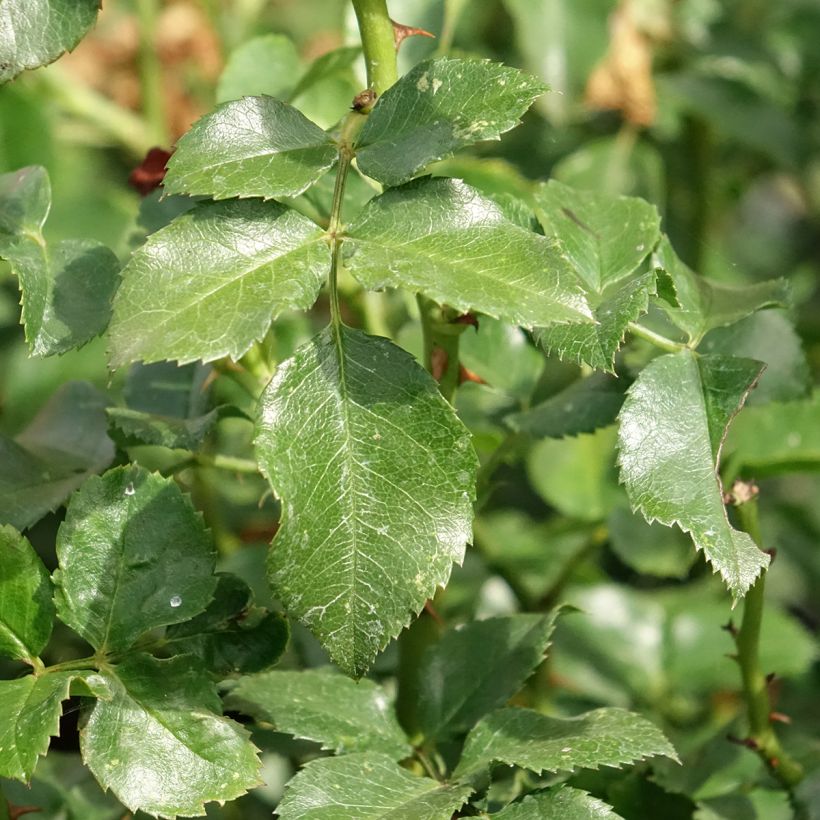 Rosa Les Quatre Saisons - Parkrose (Laub)
