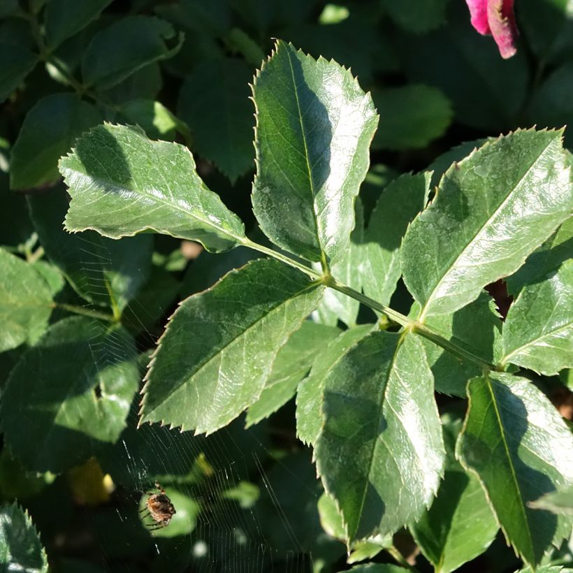 Rosa Hello - Bodendecker-Rose (Laub)