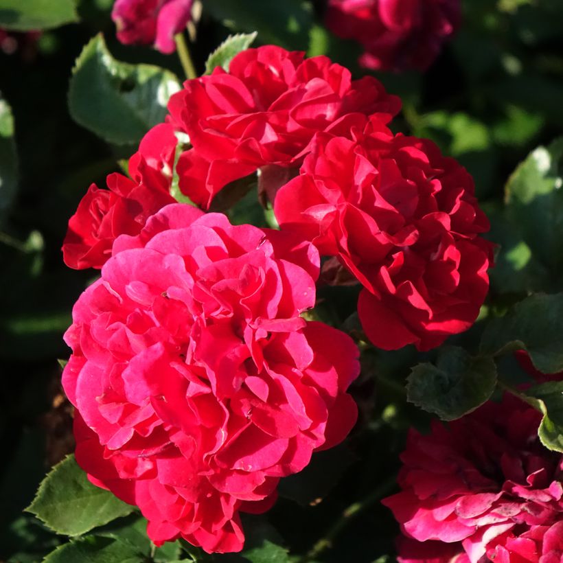 Rosa Hello - Bodendecker-Rose (Blüte)