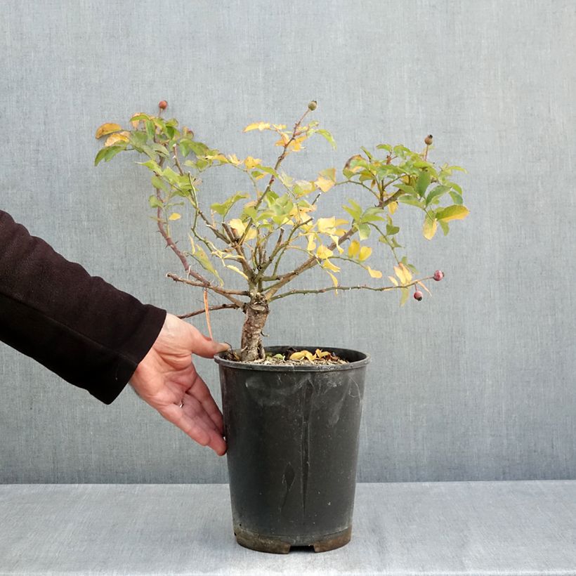 Exemplar von Rosa Hello - Bodendecker-Rose Topf mit 4L/5L wie im Herbst geliefert