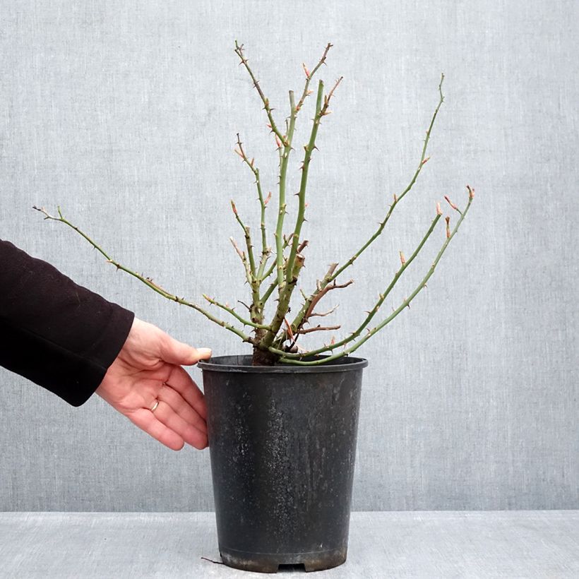 Exemplar von Rosa Hello - Bodendecker-Rose Topf mit 4L/5L wie im Winter geliefert