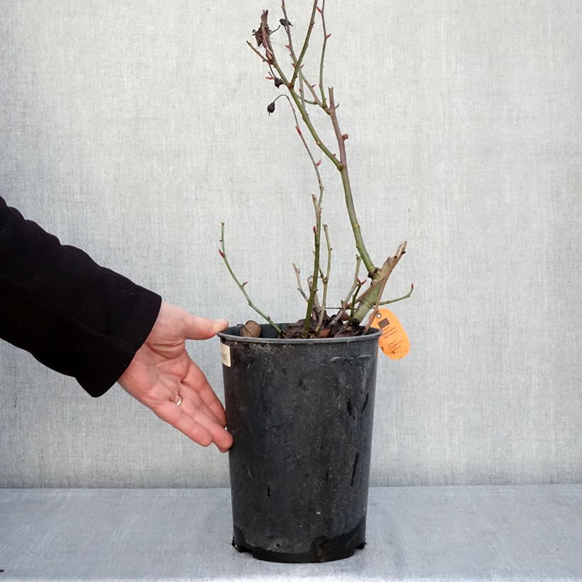 Example of Rosa Street Colors Belle de Grasse 'Meibelitz' - Parkrose Topf mit 4L/5L as you get in hiver