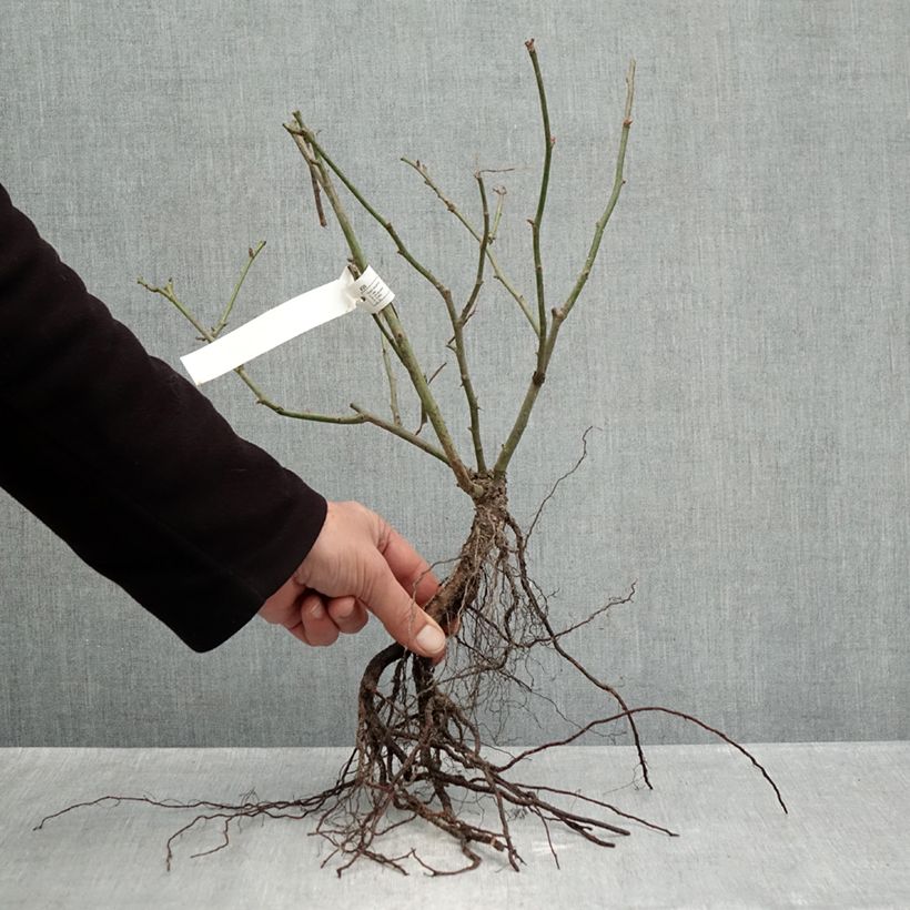 Example of Rosa Street Colors Belle de Grasse 'Meibelitz' - Parkrose Wurzelnackt as you get in hiver