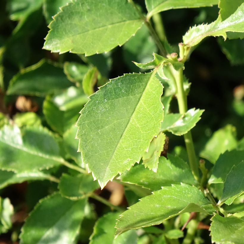 Rosa Street Colors Champs Elysées 'Meiplumty' - Parkrose (Laub)