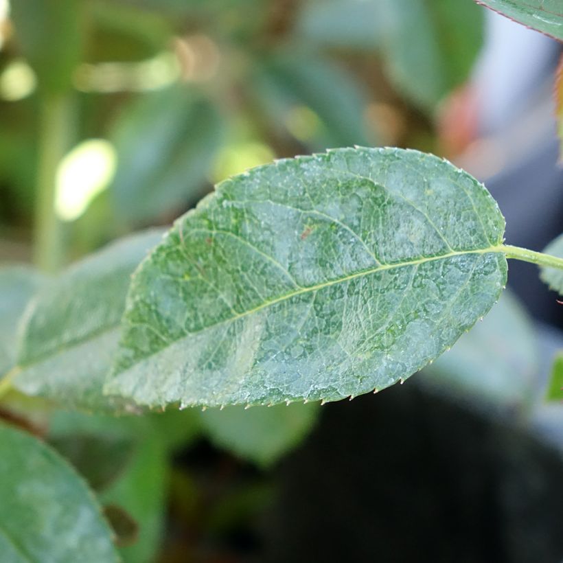 Rosa Street Colors Moulin Rouge - Parkrose (Foliage)
