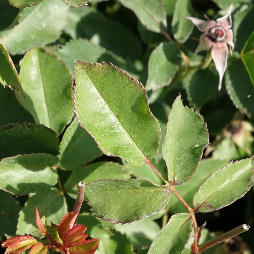 Rosa Street Colors Rêve de Paris - Parkrose (Laub)