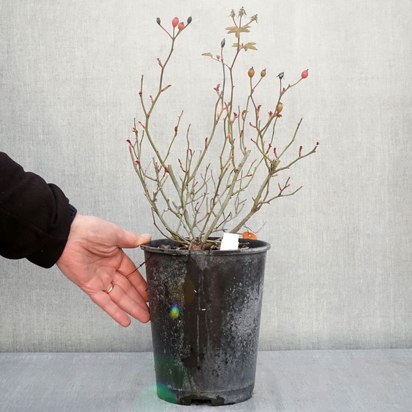 Exemplar von Rosa Street Colors Rêve de Paris - Parkrose Topf mit 4L/5L wie im Winter geliefert