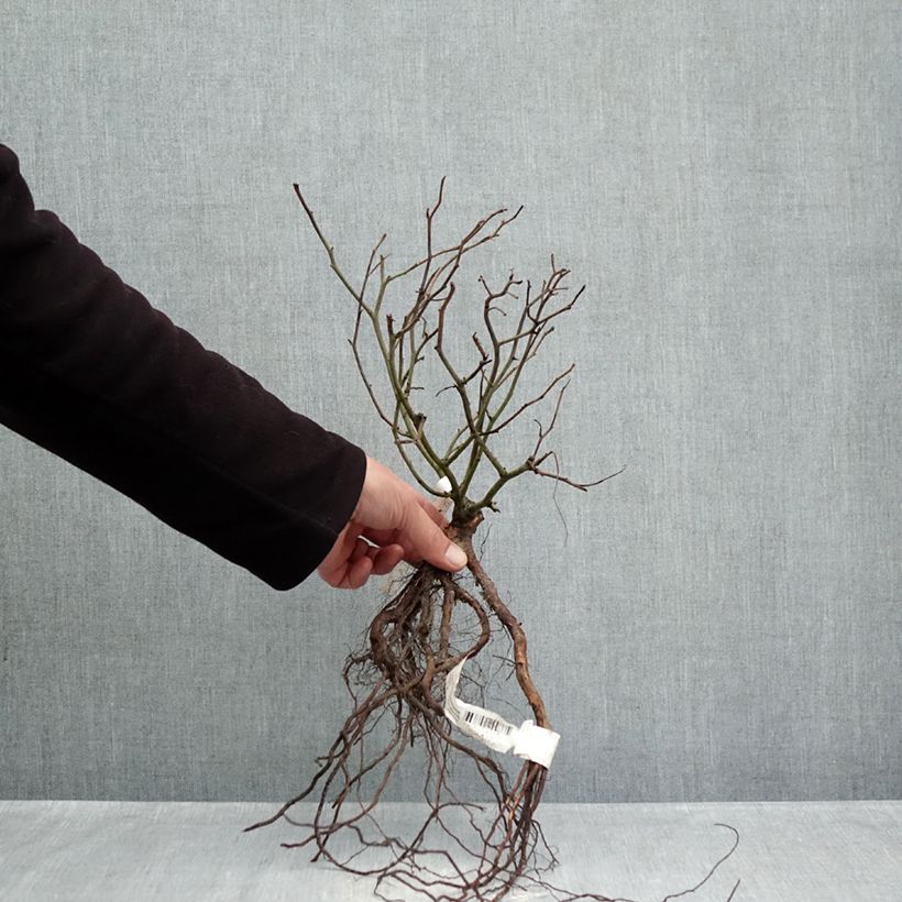 Exemplar von Rosa Street Colors Rêve de Paris - Parkrose Wurzelnackt wie im Winter geliefert