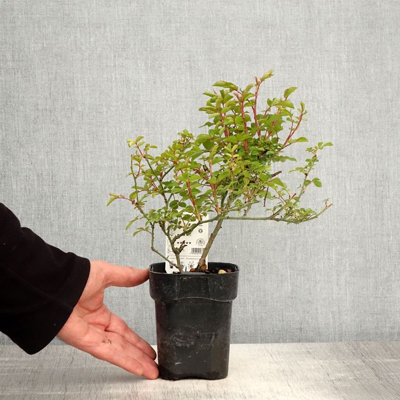 Example of Rosa Rigo Rosen Innocencia - Rigo-Rose Topf 10 cm/11cm as you get in printemps