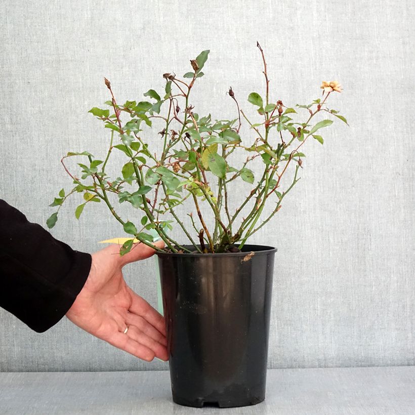 Exemplar von Rosier Rigo Innocencia Pot de 3L/4L wie im Winter geliefert