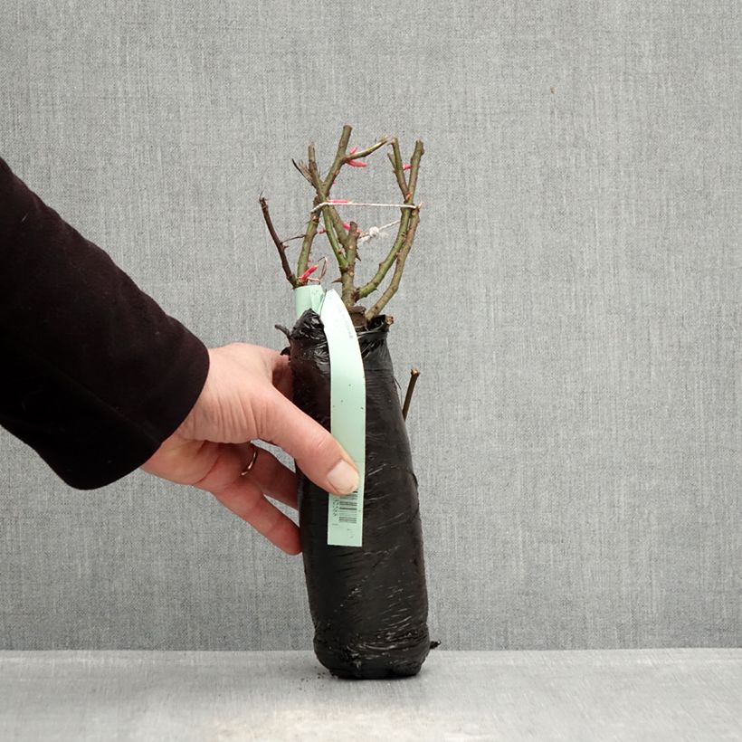 Example of Rosa Rigo Rosen Hotline - Rigo-Rose Wurzelnackt in Beutel as you get in hiver