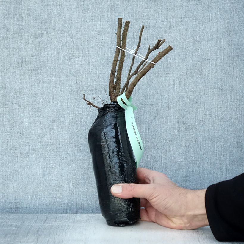 Exemplar von Rosa rugosa Blanc Double de Coubert - Apfelrose Wurzelnackt in Beutel wie im Winter geliefert