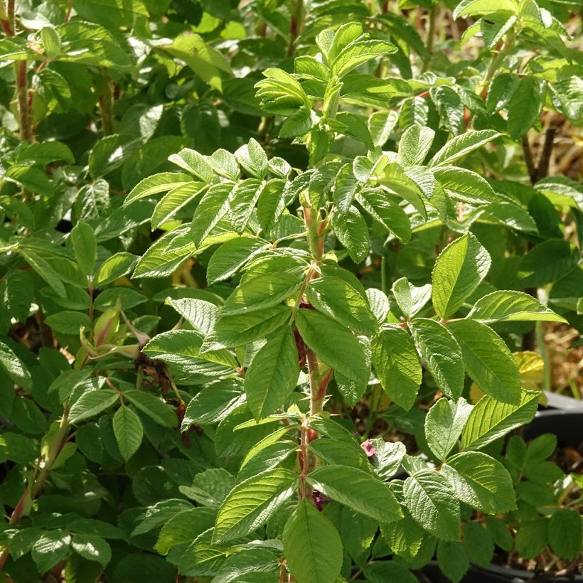 Rosa rugosa Hansa - Apfelrose (Laub)