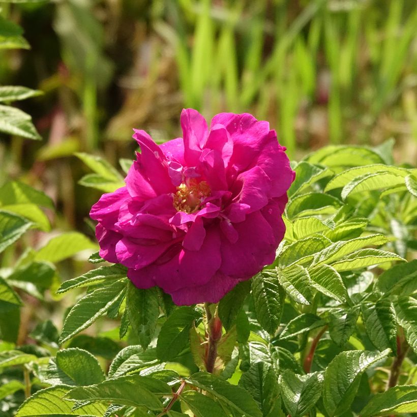 Rosa rugosa Hansa - Apfelrose (Blüte)