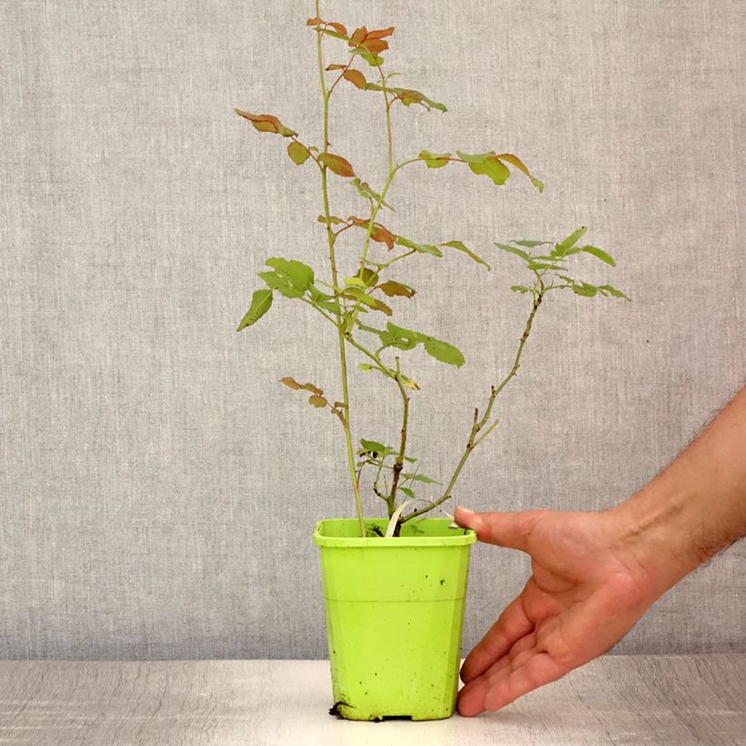 Exemplar von Rosa persica See You In Pink - Persische Rose Topf mit 3L/4L wie im Sommer geliefert