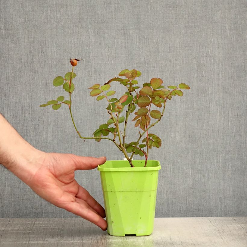 Exemplar von Rosa persica See You In Pink - Persische Rose Topf mit 3L/4L wie im Frühjahr geliefert