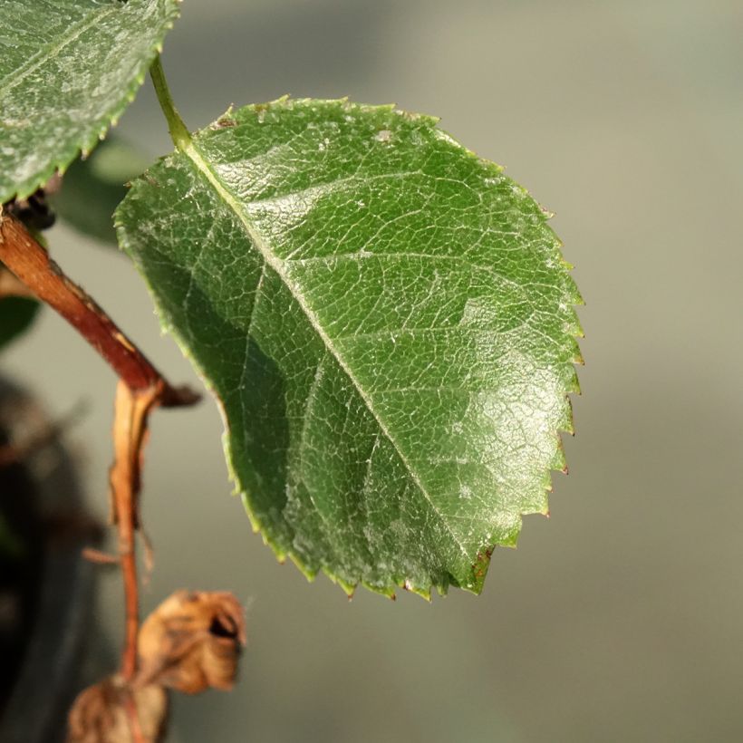 Rosa persica See You In Purple - Persische Rose (Foliage)