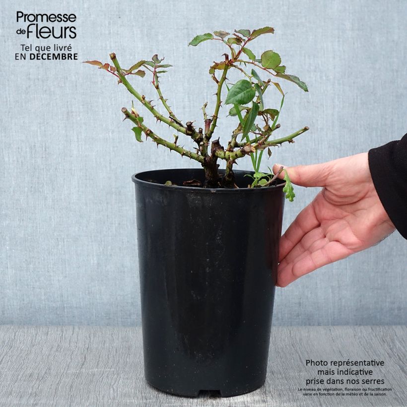 Exemplar von Rosier See You In Red Pot de 4L/5L wie im Herbst geliefert
